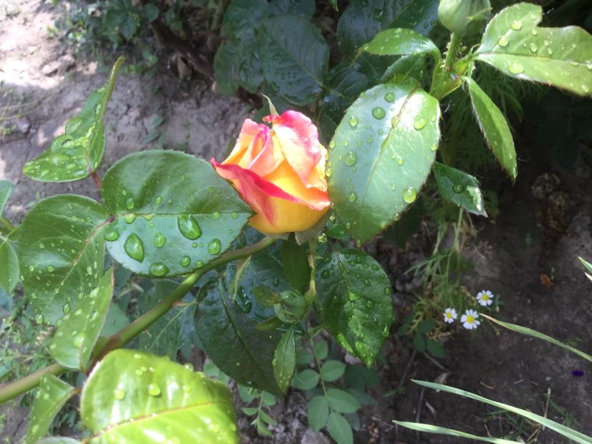  - Flori-gradina 2017