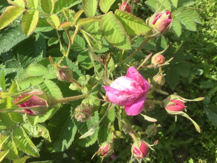  - Flori-gradina 2017