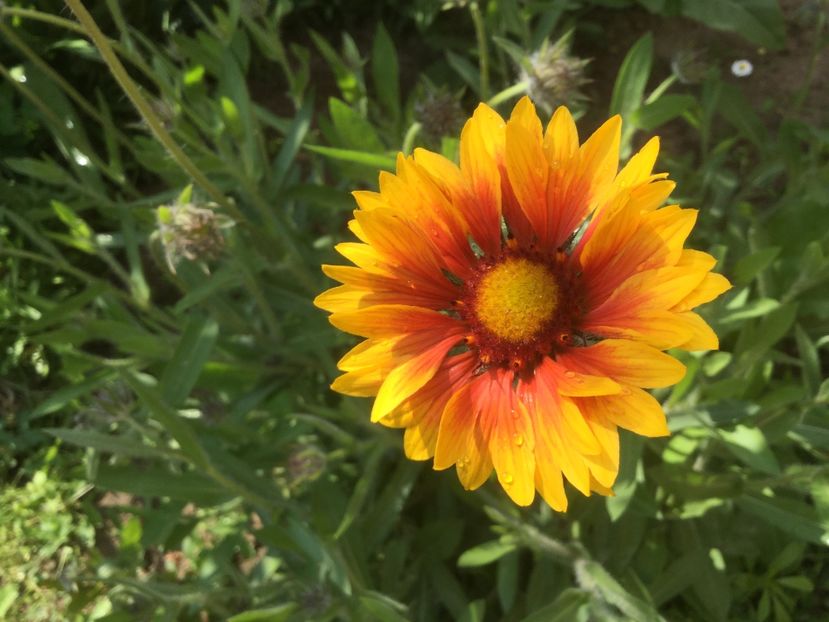  - Flori-gradina 2017