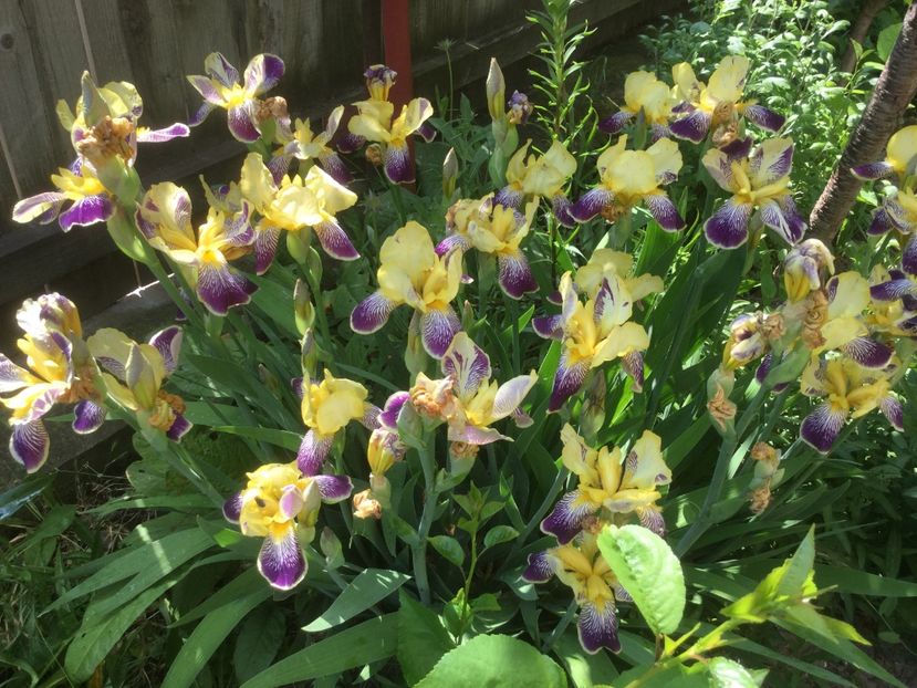  - Flori-gradina 2017