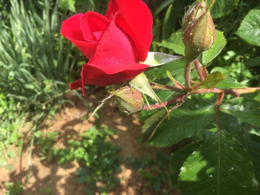  - Flori-gradina 2017