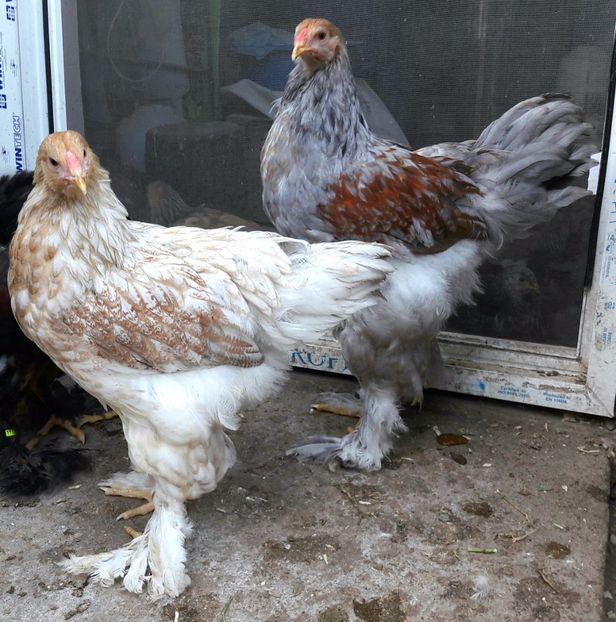  - a__Pui si tineret brahma 2017