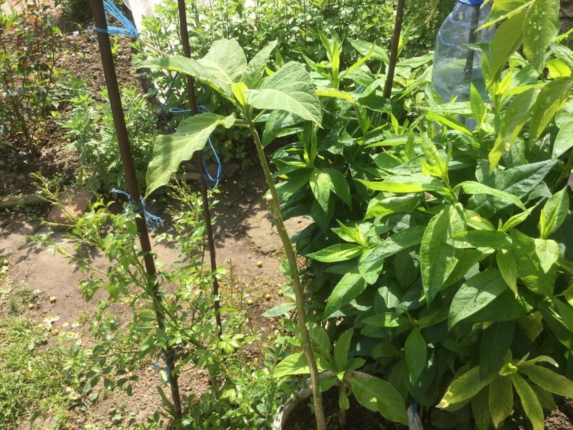  - Flori-gradina 2017