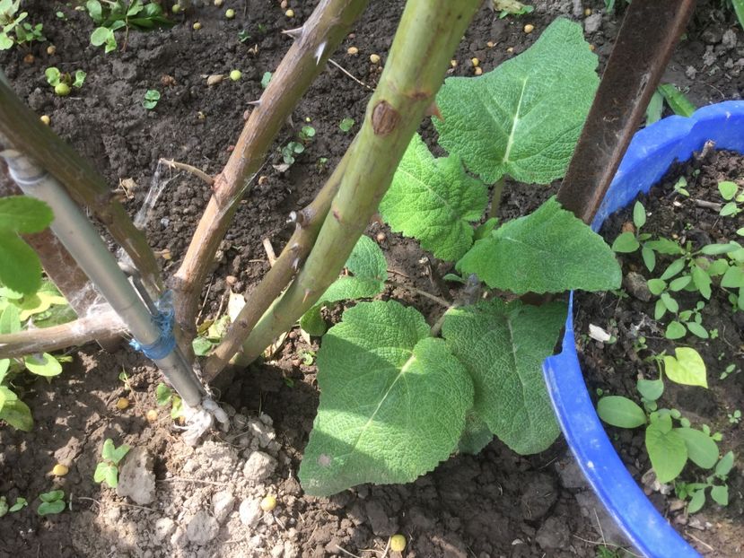  - Flori-gradina 2017