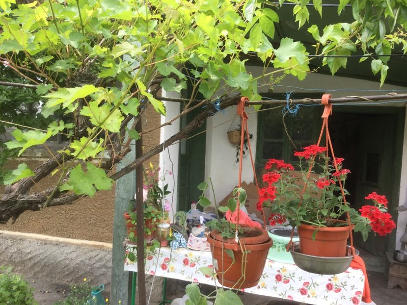  - Flori-gradina 2017