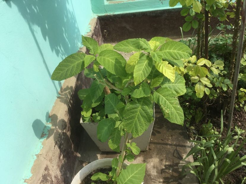  - Flori-gradina 2017