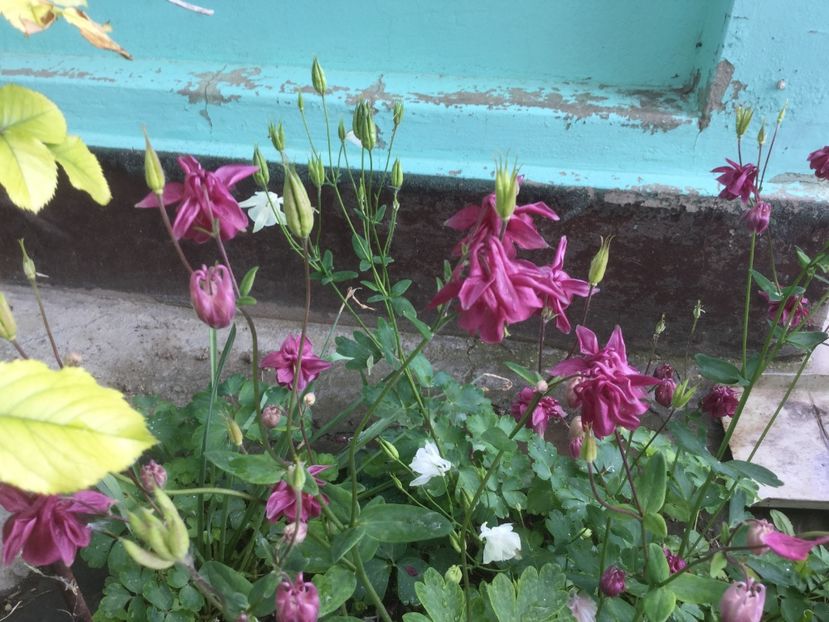  - Flori-gradina 2017