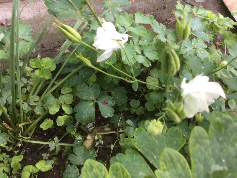  - Flori-gradina 2017