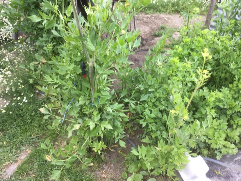  - Flori-gradina 2017