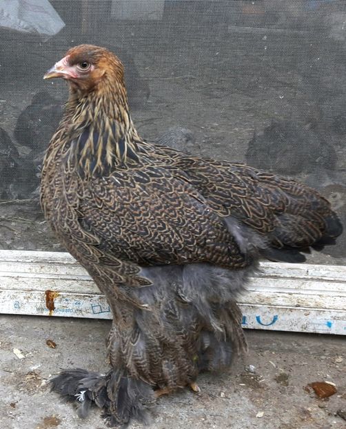  - a__Pui si tineret brahma 2017