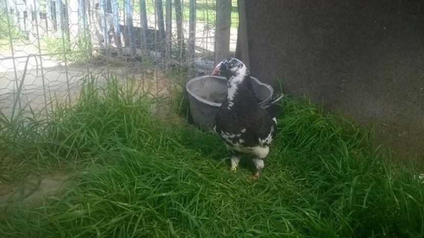  - 6 PUI DE AMERICANI 2017