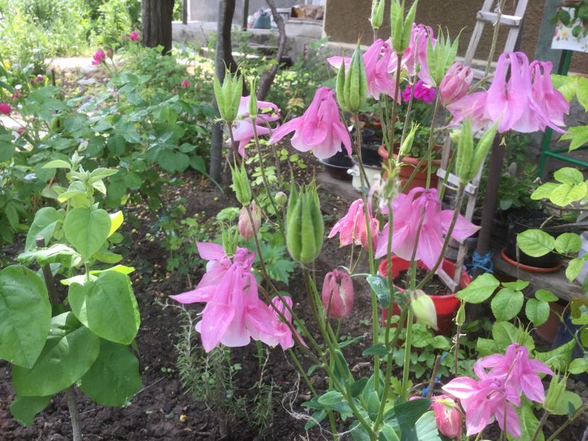  - Flori-gradina 2017