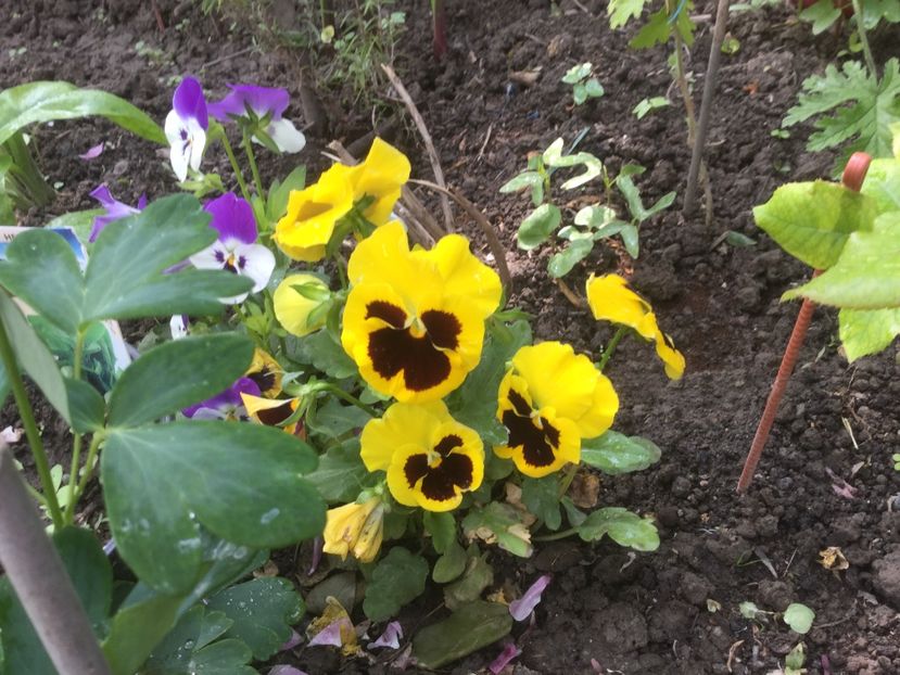  - Flori-gradina 2017