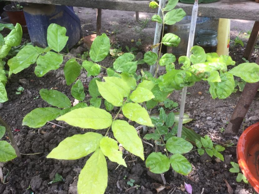  - Flori-gradina 2017