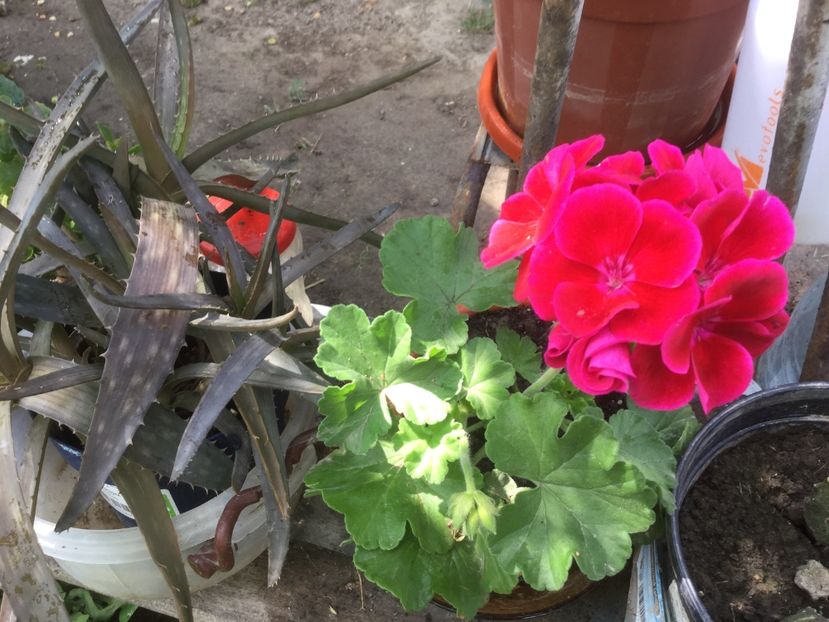  - Flori-gradina 2017