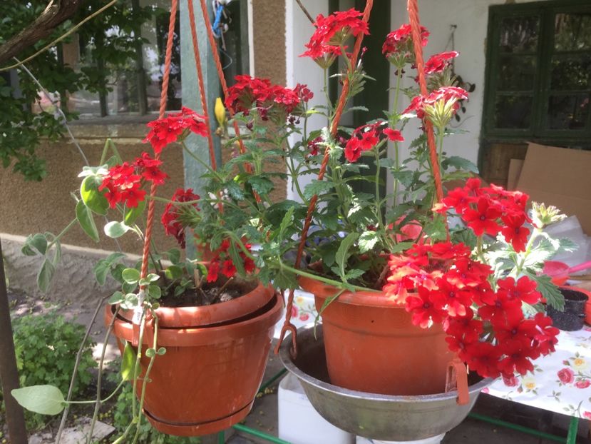  - Flori-gradina 2017