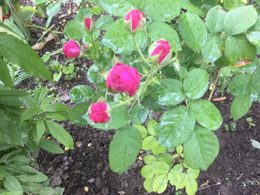  - Flori-gradina 2017