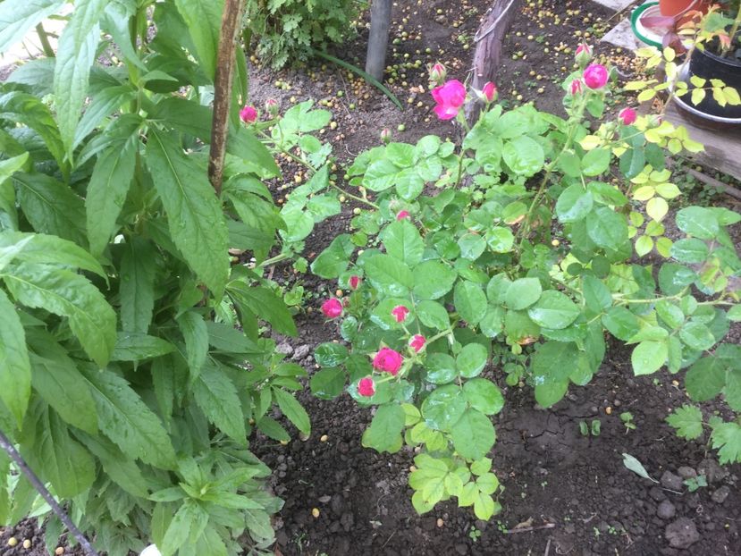  - Flori-gradina 2017