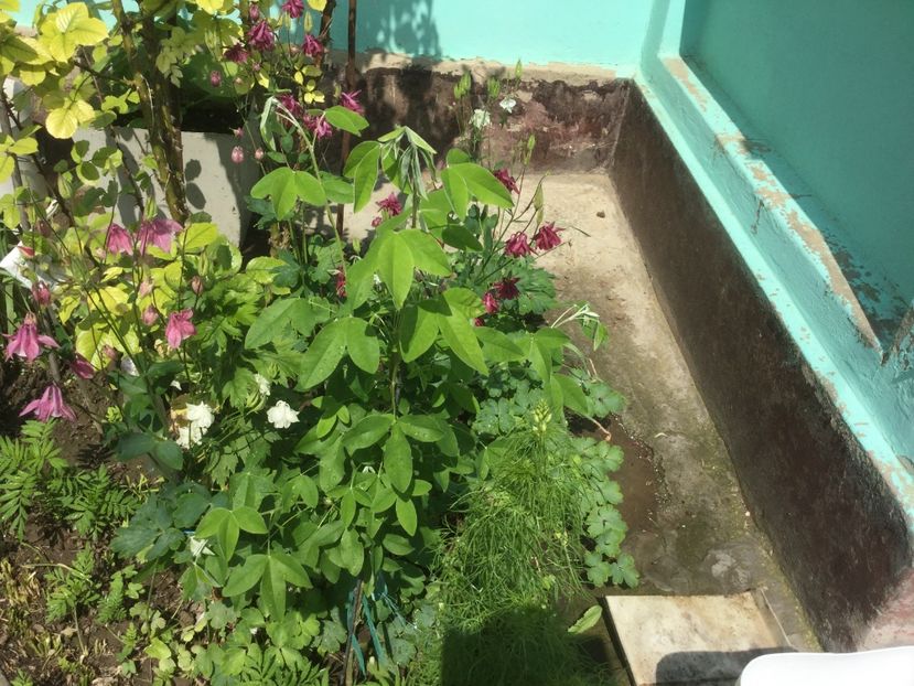  - Flori-gradina 2017