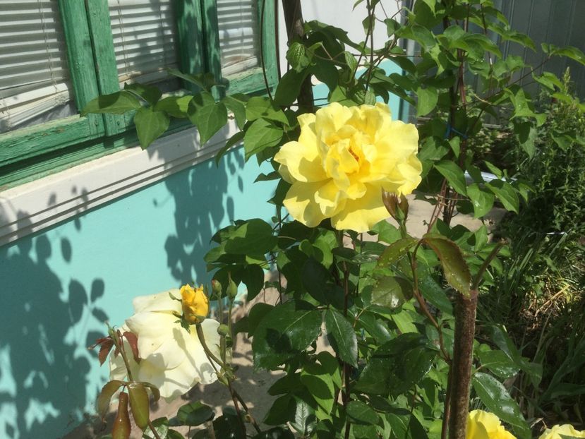  - Flori-gradina 2017