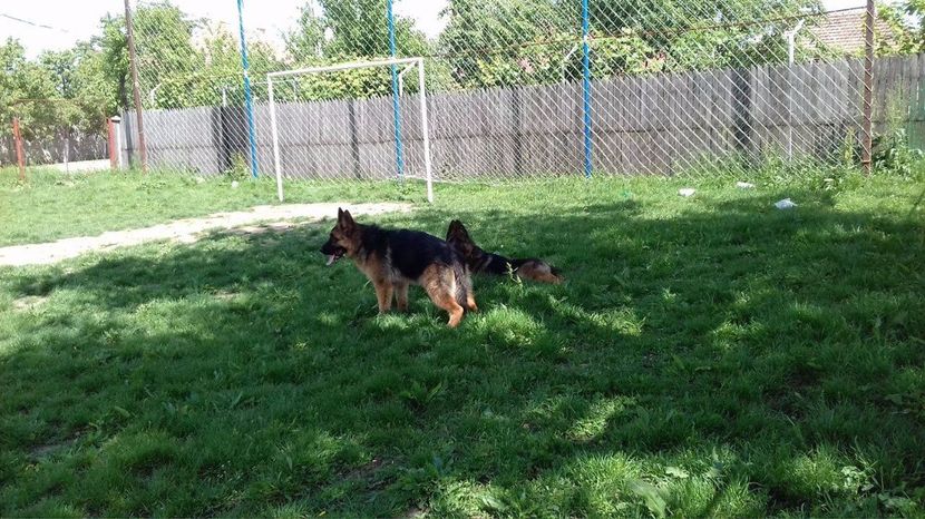 Caldura mare - ARKA si ARES