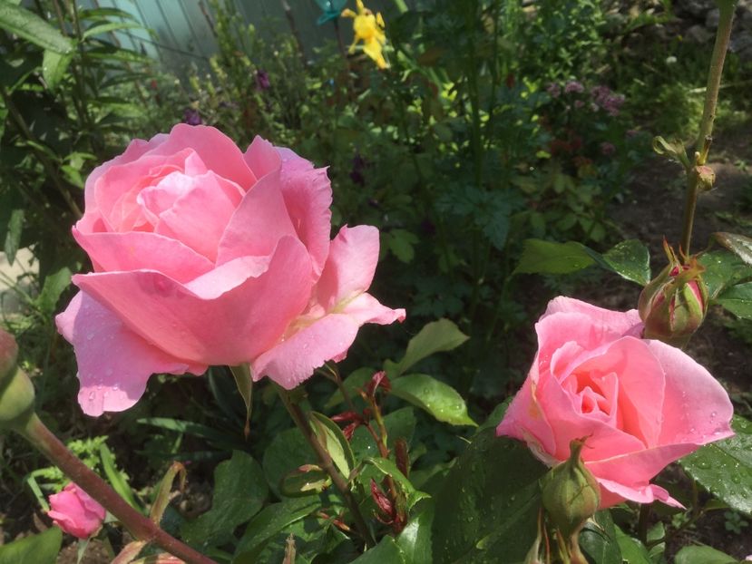  - Flori-gradina 2017