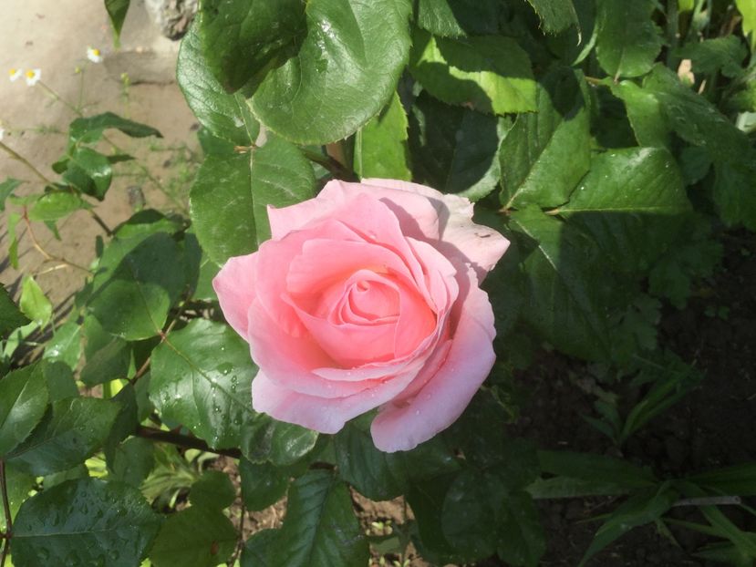  - Flori-gradina 2017