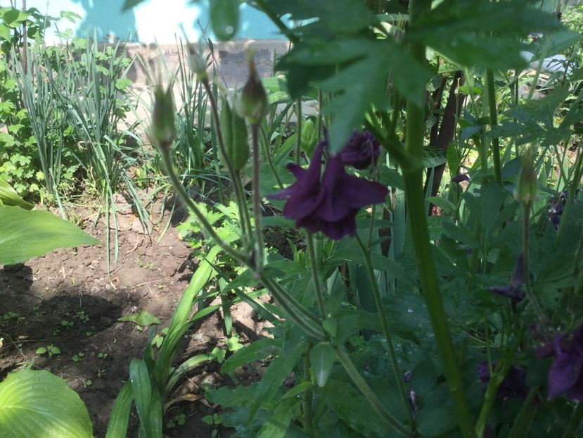  - Flori-gradina 2017