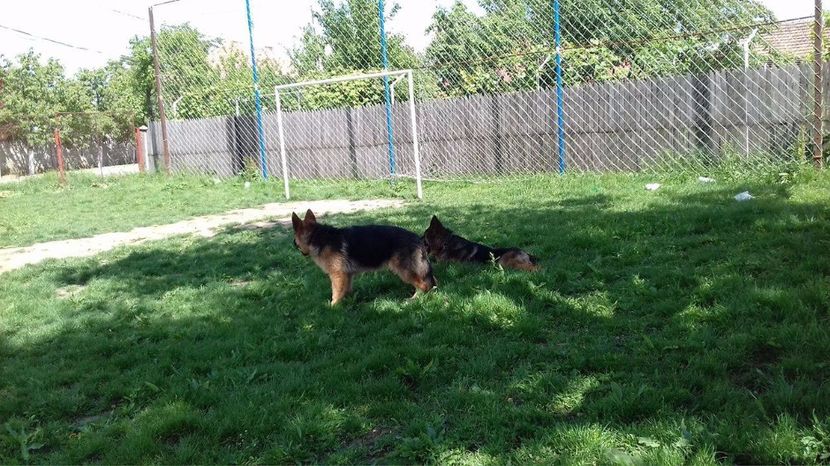 La umbra - ARKA si ARES