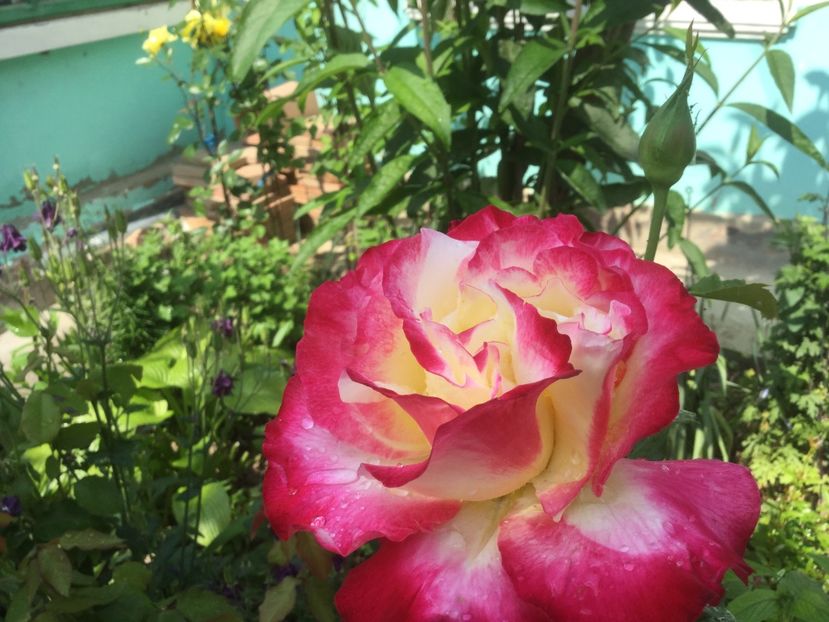  - Flori-gradina 2017