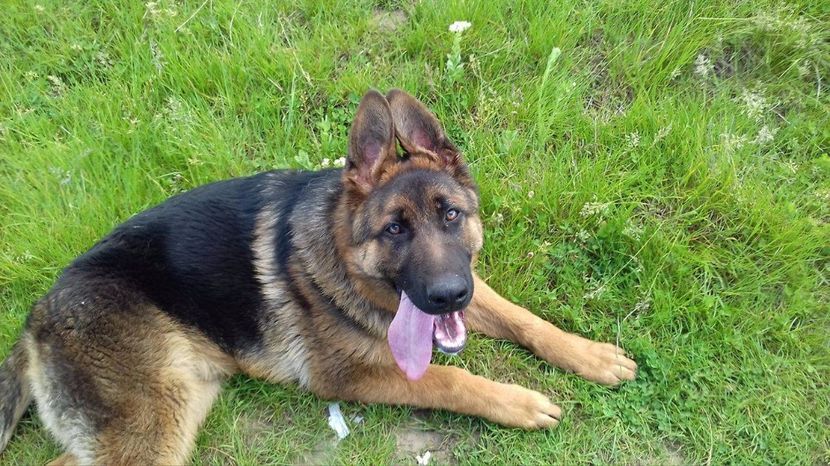 ARES - ARKA si ARES