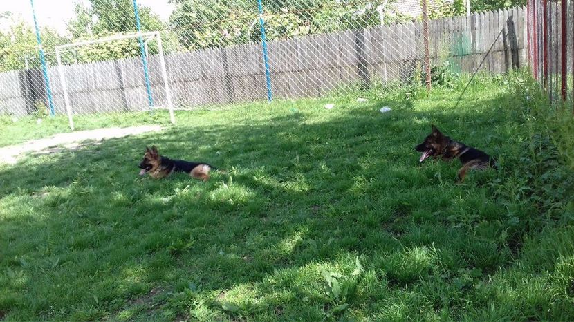 La recuperare - ARKA si ARES