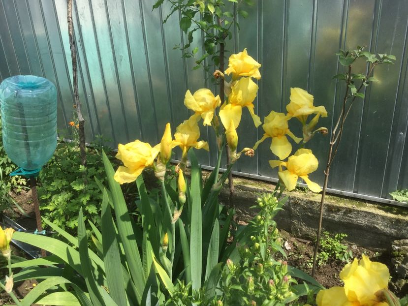  - Flori-gradina 2017