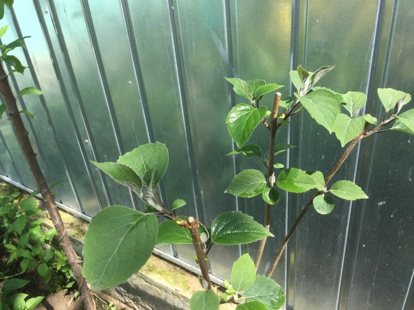  - Flori-gradina 2017