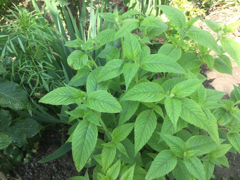  - Flori-gradina 2017