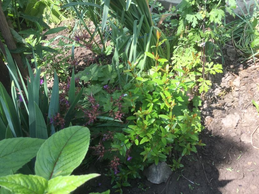  - Flori-gradina 2017