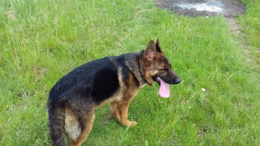 ARES - ARKA si ARES