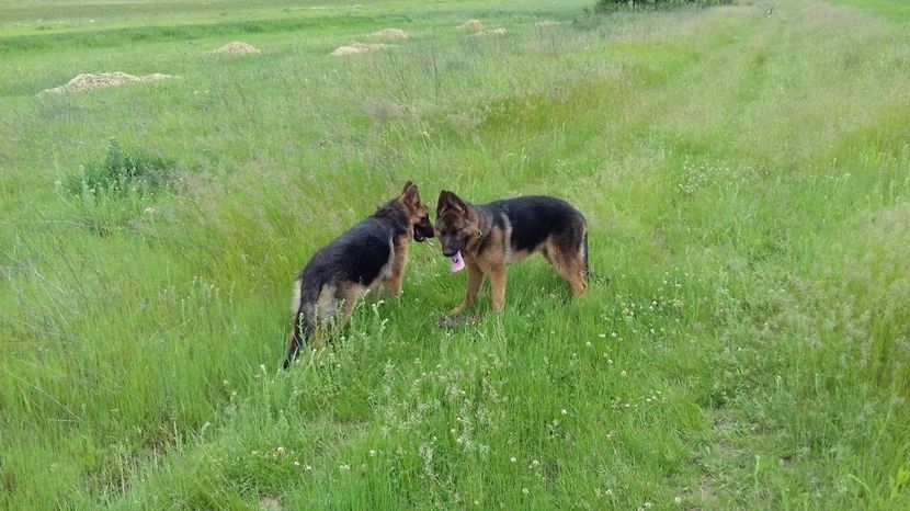 ARES si ARKA - ARKA si ARES