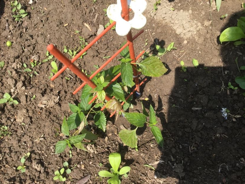  - Flori-gradina 2017