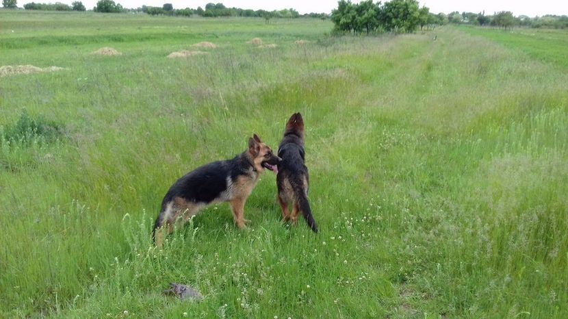 ARKA si ARES - ARKA si ARES