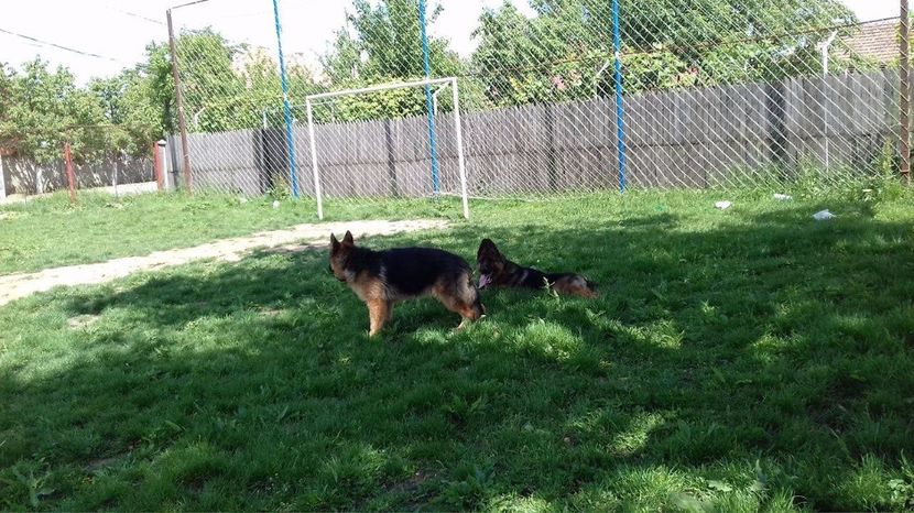 La umbra dupa alergare - ARKA si ARES