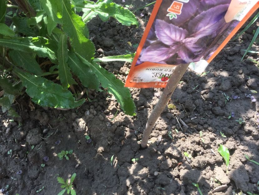  - Flori-gradina 2017