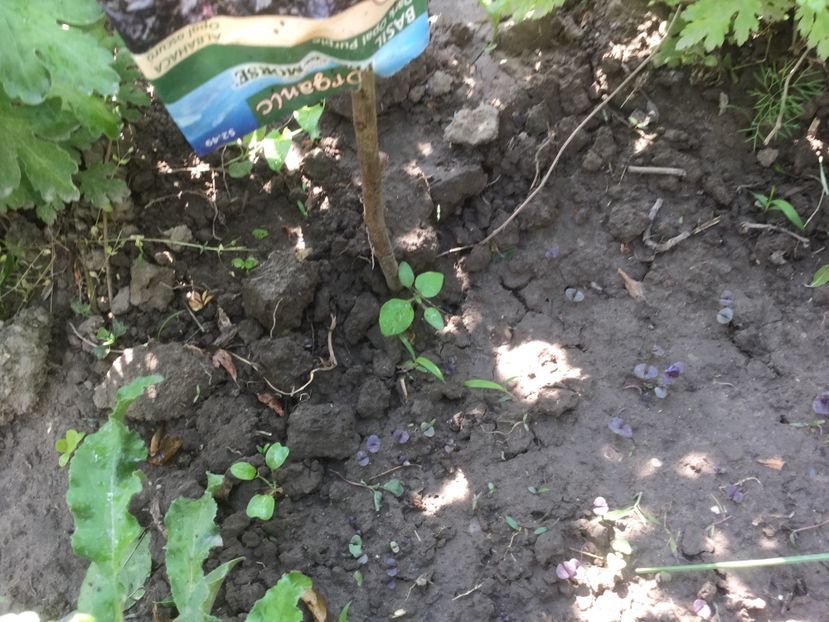  - Flori-gradina 2017