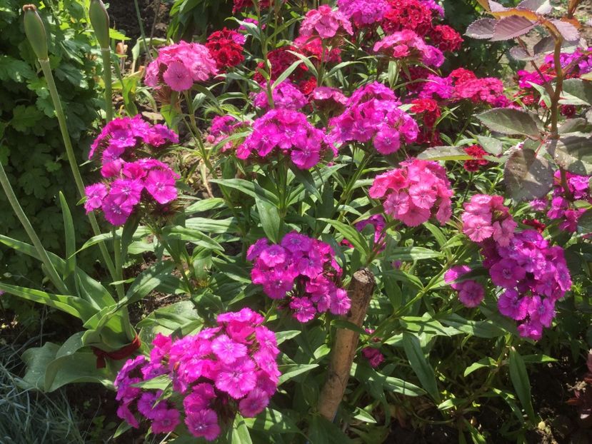  - Flori-gradina 2017