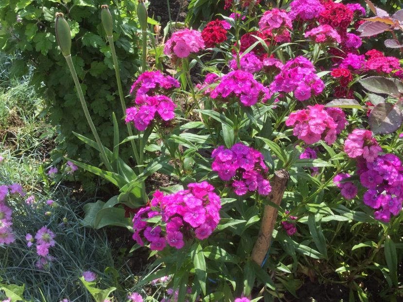  - Flori-gradina 2017