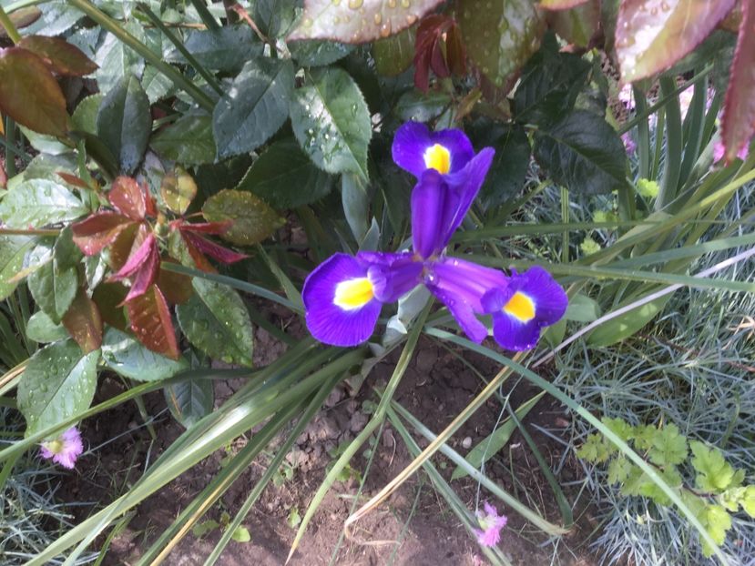  - Flori-gradina 2017