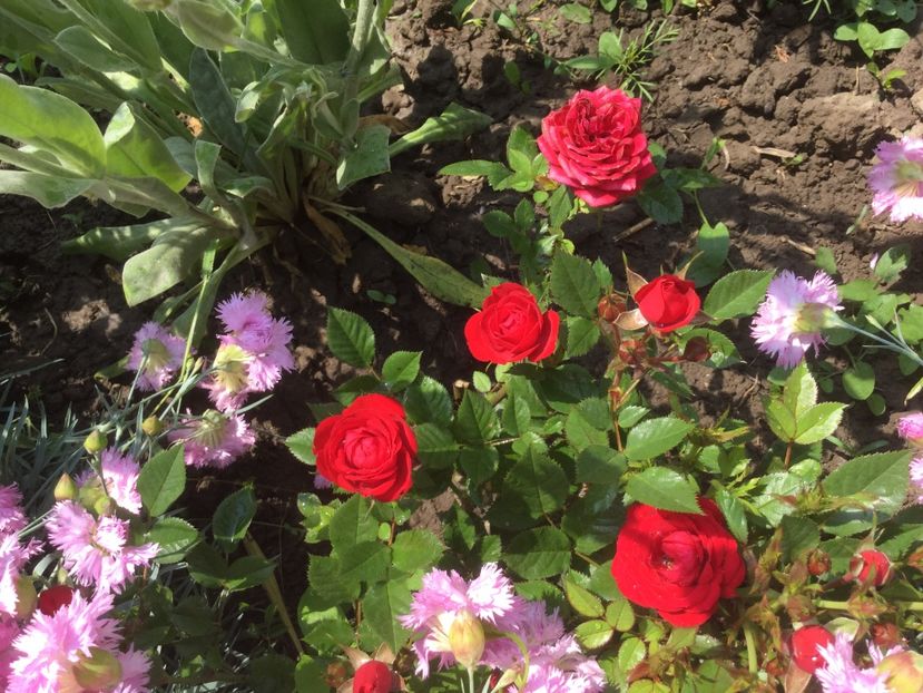  - Flori-gradina 2017