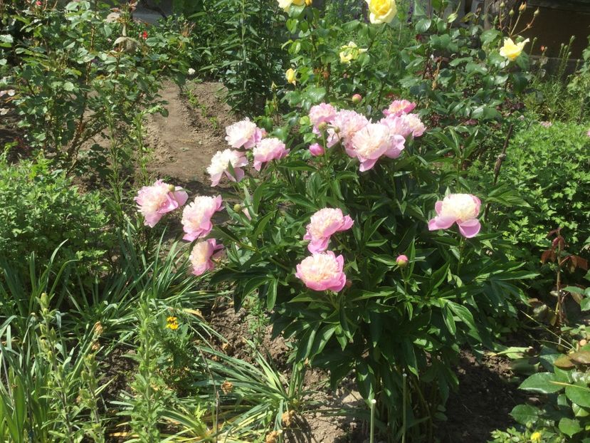  - Flori-gradina 2017