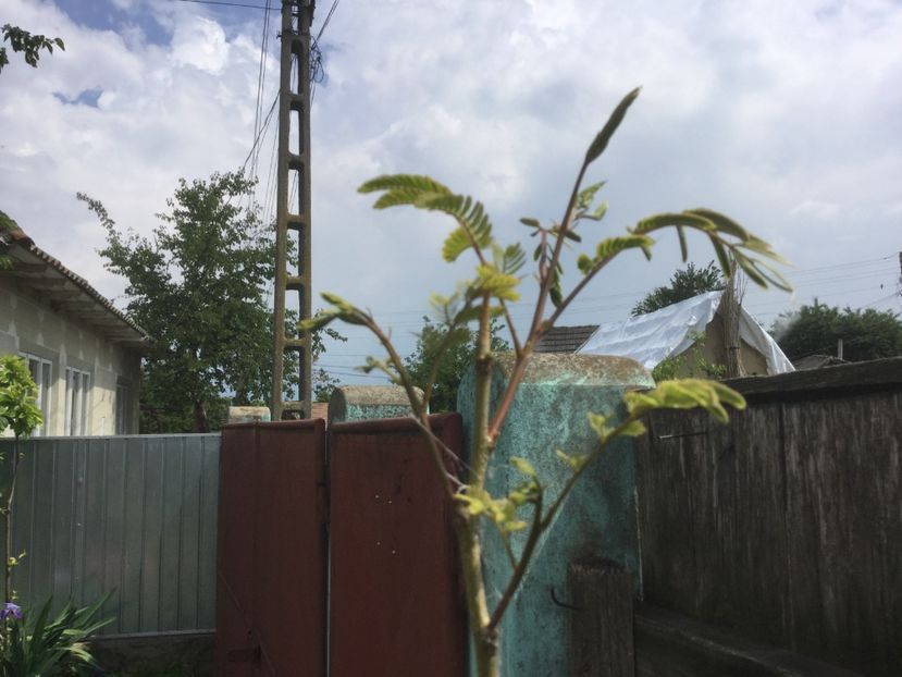  - Flori-gradina 2017