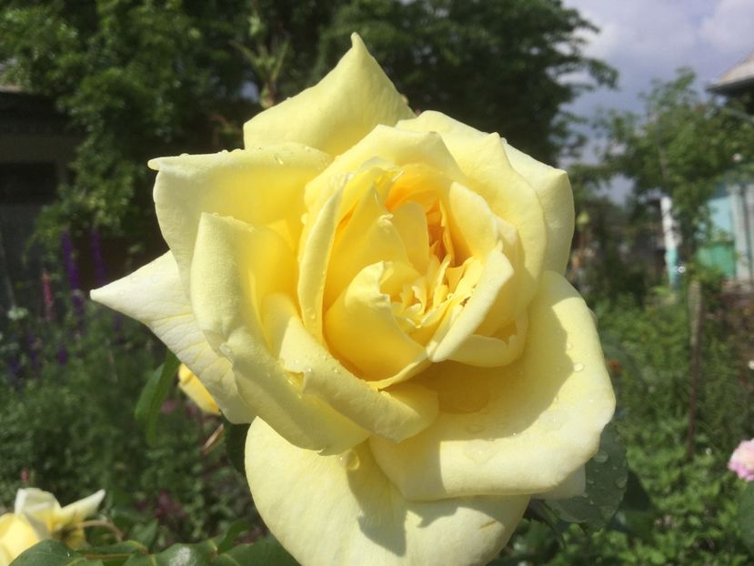  - Flori-gradina 2017